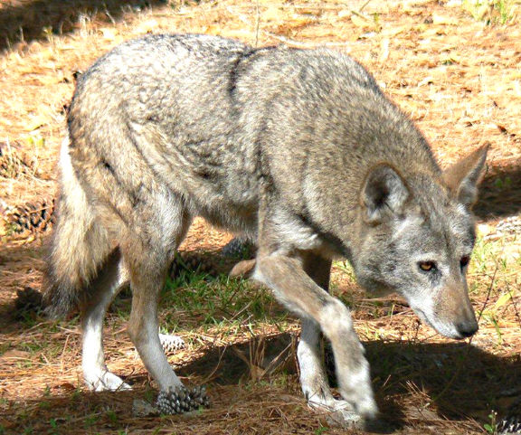 When red wolves roamed North Louisiana
